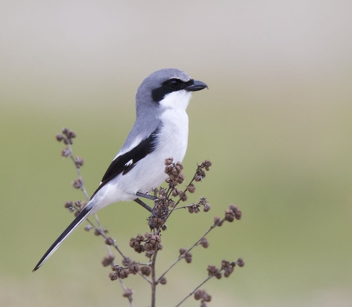 Loggerhead Shrike on a plant