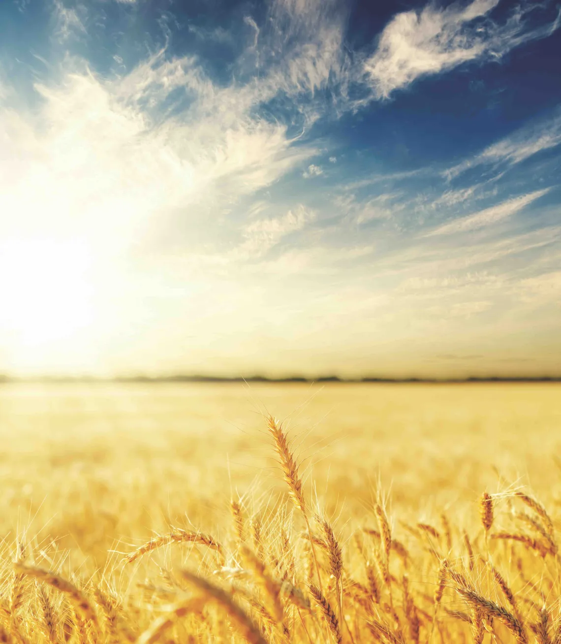 Wheat Field